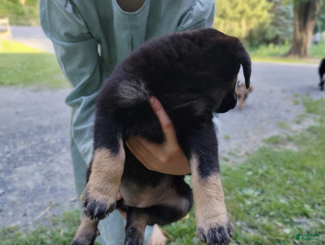 Norwegian Elkhound dogs for sale: Tulip - Image 1