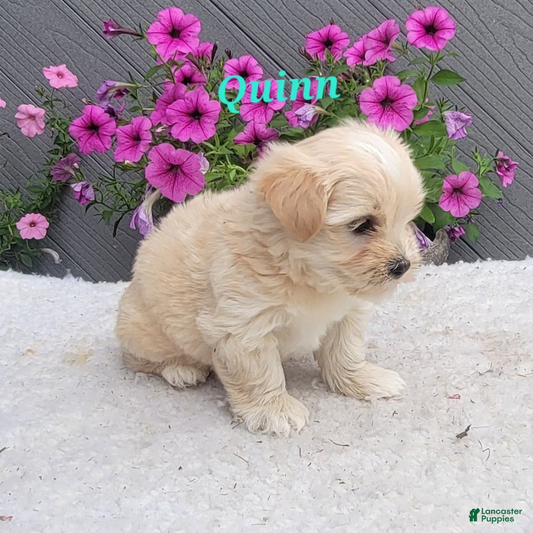 Morkie dogs for sale: Quinn - Image 3