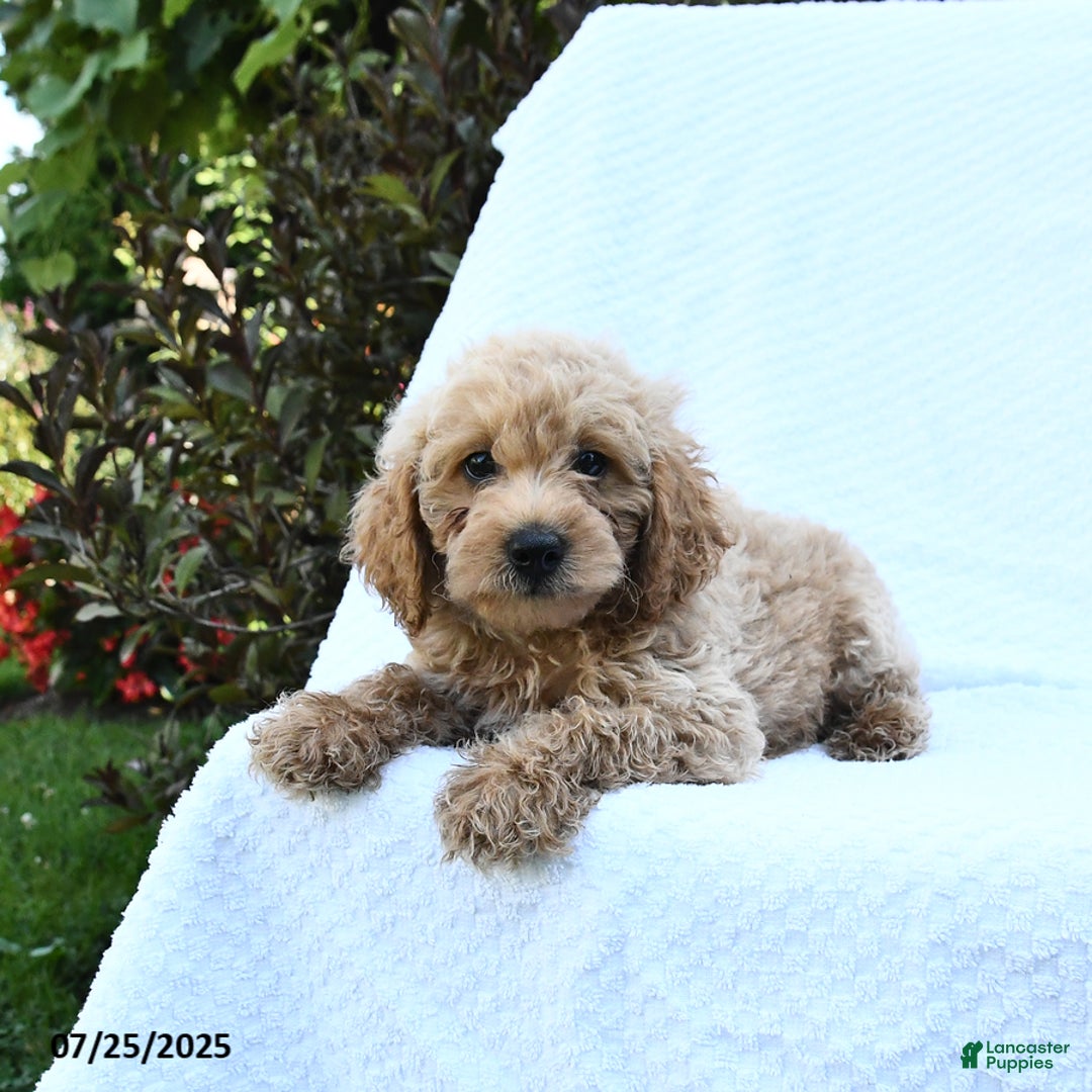 Cockapoo dogs for sale: Popper - Image 2