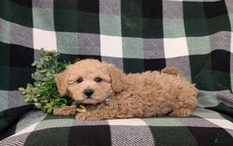 Miniature Poodle dogs for sale: Farley - Image 5