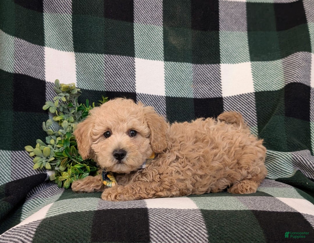 Miniature Poodle dogs for sale: Farley - Image 5