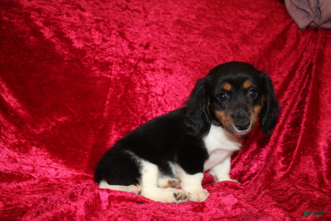 Miniature Dachshund dogs for sale: Casey - Image 12