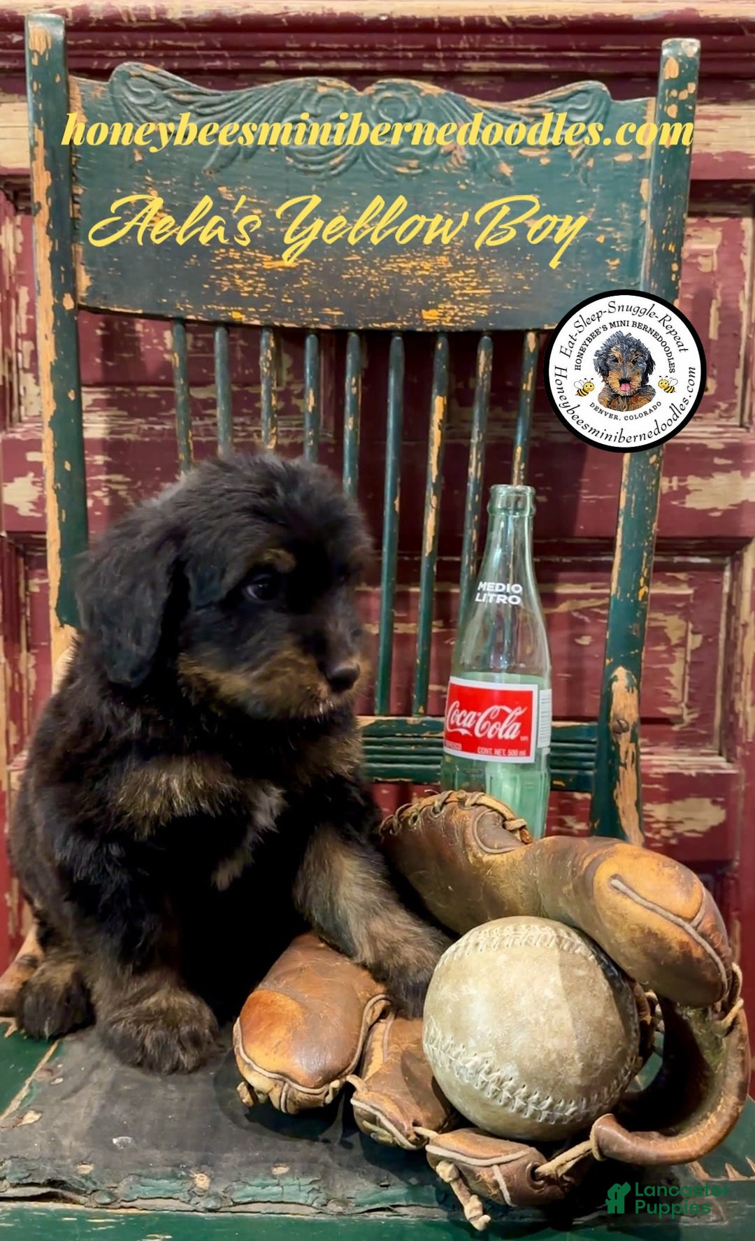 Mini Bernedoodle dogs for sale: Aelas Yellow Boy - Image 19
