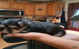 Morkie dogs for sale: Cleo - Image 4