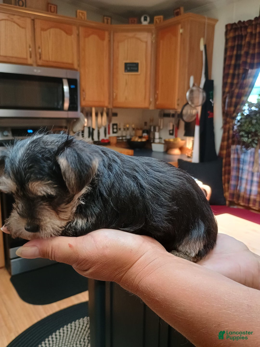 Morkie dogs for sale: Cleo - Image 4
