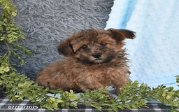 Havapoo dogs for sale: Brody - Image 6