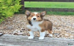 Shetland Sheepdog dogs for sale: Ripper - Image 3
