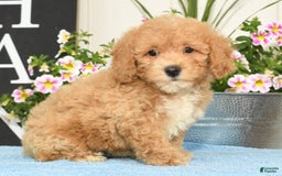 Bichpoo dogs for sale: Shelly - Image 6