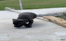 American Bully dogs for sale: Midnight - Image 3