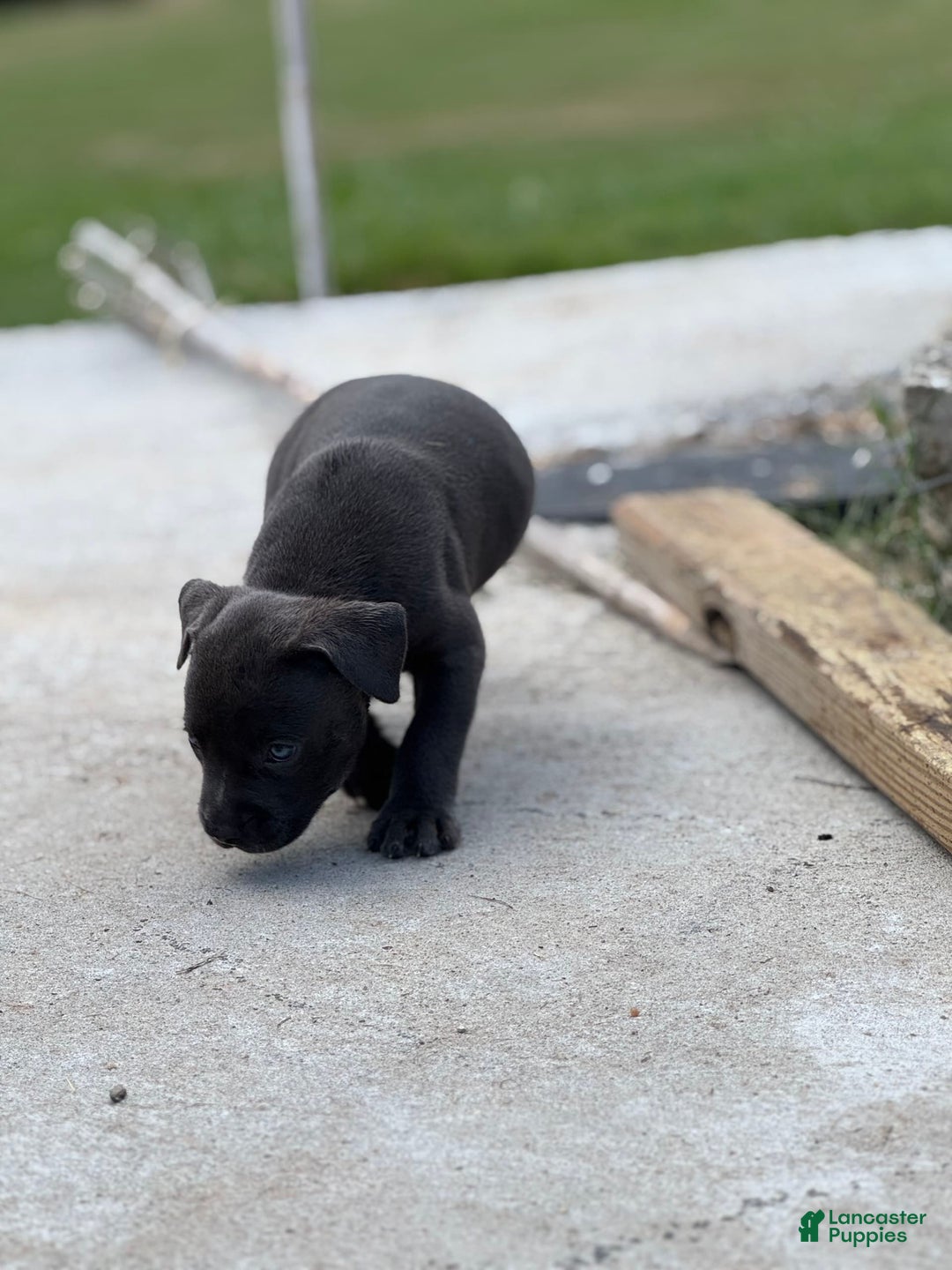 American Bully dogs for sale: Midnight - Image 3