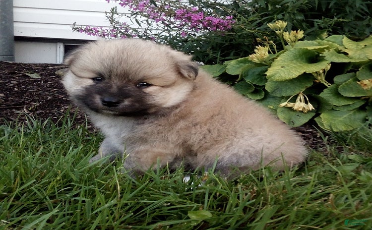 Pomeranian dogs for sale - Ad 2