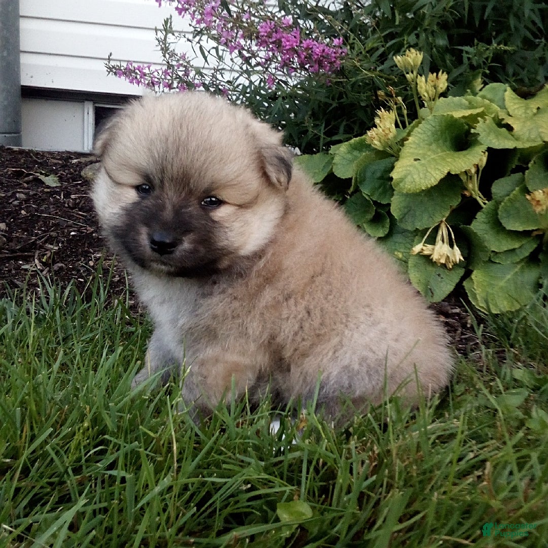 Pomeranian dogs for sale: Riley - Image 1