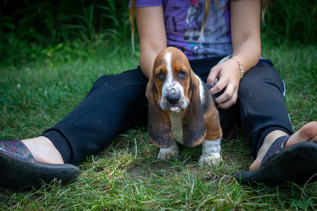 Basset Hound dogs for sale: Rocky - Image 15