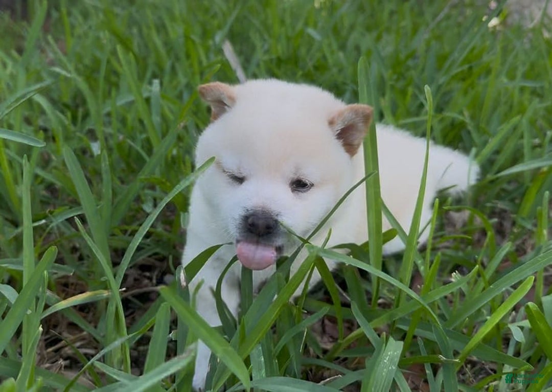 Shiba Inu dogs for sale: Yuki - Image 8