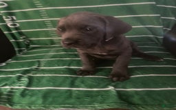 Cane Corso dogs for sale: Light Purple - Image 2
