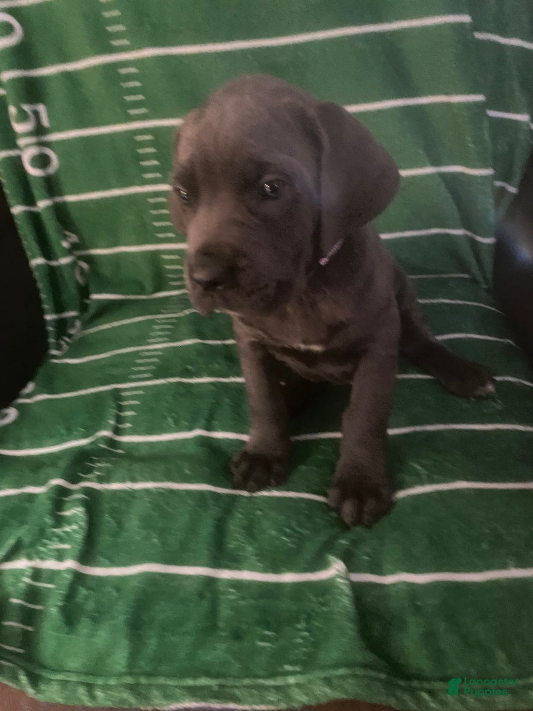 Cane Corso dogs for sale: Light Purple - Image 2