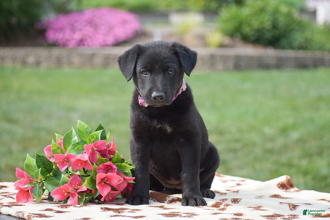 German Shepherd dogs for sale: Addison - Image 1