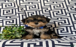 Yorkiepoo dogs for sale: Lowell Toy size - Image 4