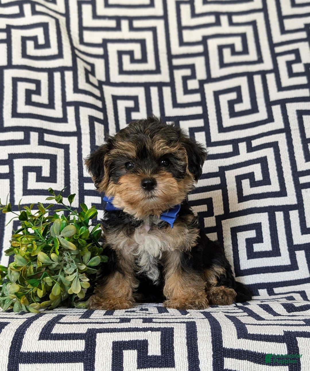Yorkiepoo dogs for sale: Lowell Toy size - Image 4