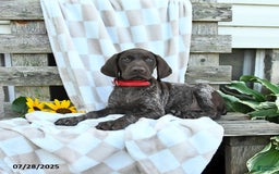 German Shorthaired Pointer dogs for sale: Lacey - Image 1