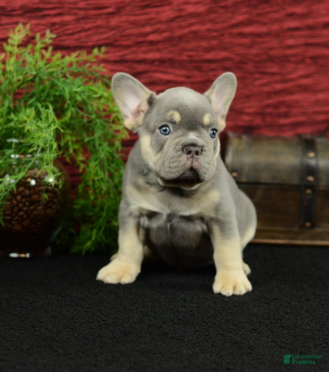 French Bulldog dogs for sale: French Bulldog 3 puppies - Image 16