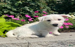West Highland Terrier dogs for sale: Wendy - Image 7