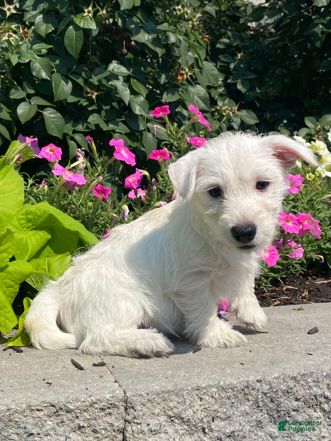 West Highland Terrier dogs for sale: Wendy - Image 7