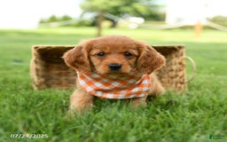 Miniature Golden Retriever dogs for sale: Clementine - Image 3