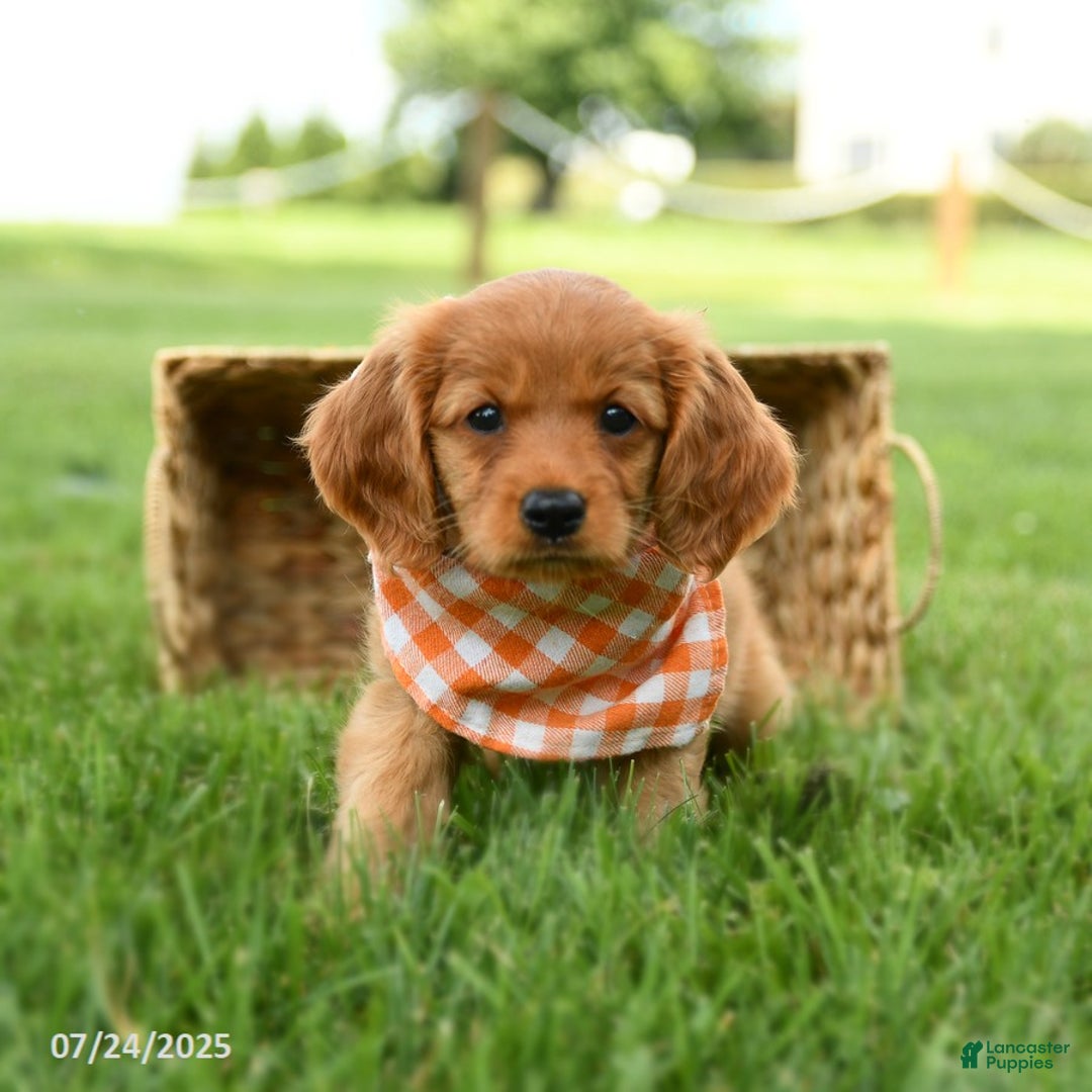 Miniature Golden Retriever dogs for sale: Clementine - Image 3