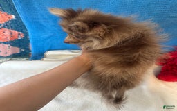Pomeranian dogs for sale: Dusty - Image 2