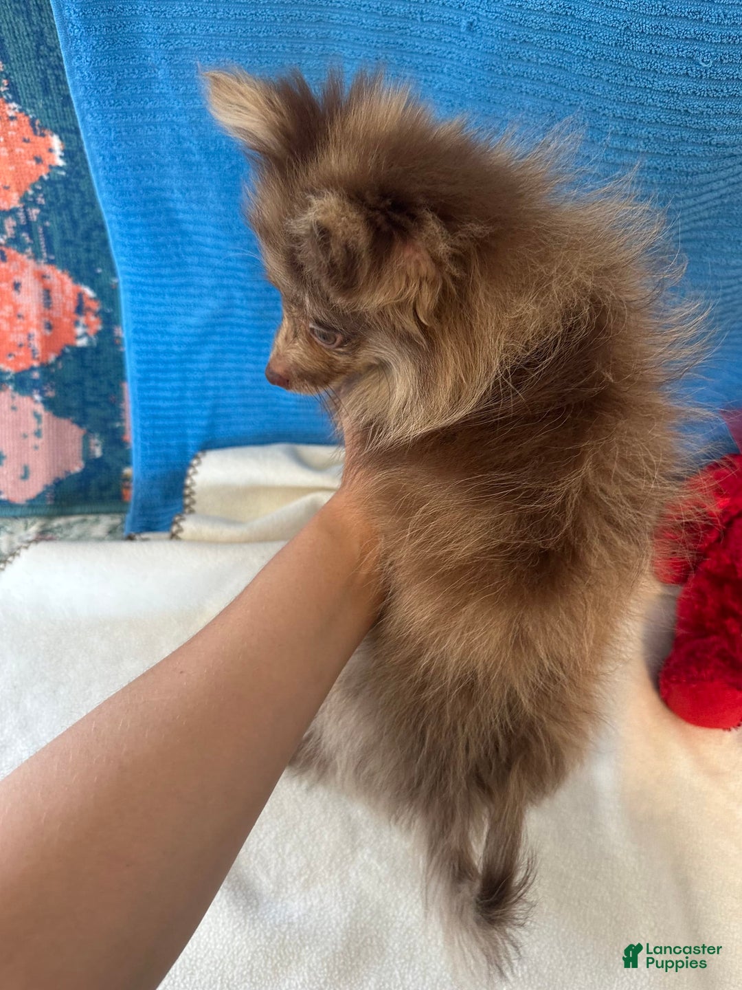 Pomeranian dogs for sale: Dusty - Image 2