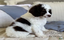 Standard Poodle dogs for sale: Arlo Chocolate Tri Parti - Image 13