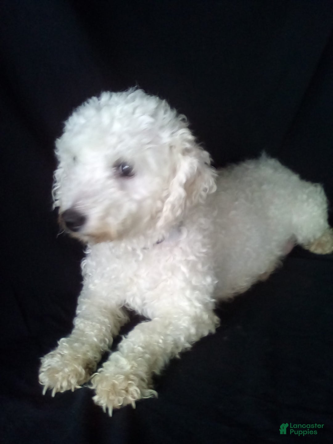 Bichpoo dogs for sale: Brady - Image 6
