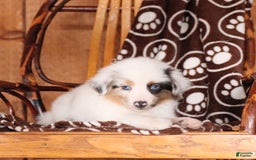 Miniature Australian Shepherd dogs for sale: Carrie - Image 4
