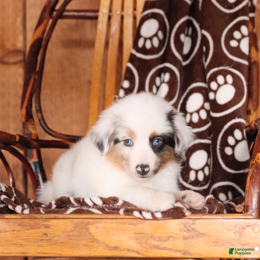 Miniature Australian Shepherd dogs for sale: Carrie - Image 4