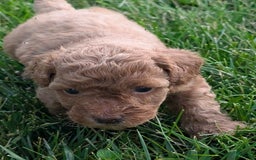 Bichpoo dogs for sale: Bichpoo 7 puppies - Image 1
