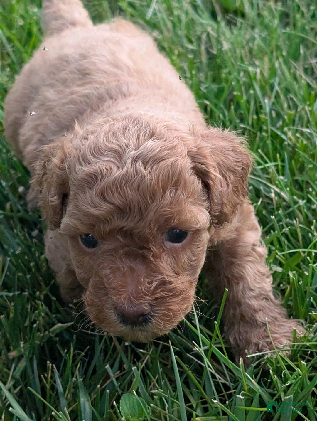 Bichpoo dogs for sale: Bichpoo 7 puppies - Image 1