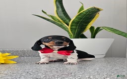 Dachshund dogs for sale: Lil Peanut - Image 27