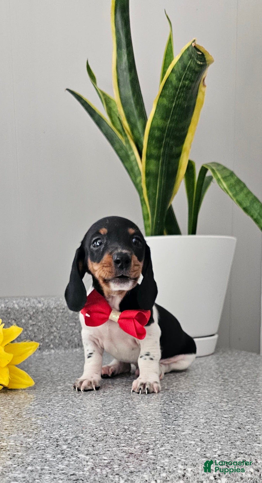 Dachshund dogs for sale: Lil Peanut - Image 27