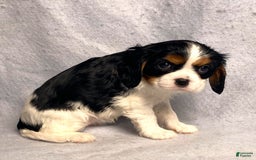 Cavalier King Charles Spaniel dogs for sale: Abby - Image 22