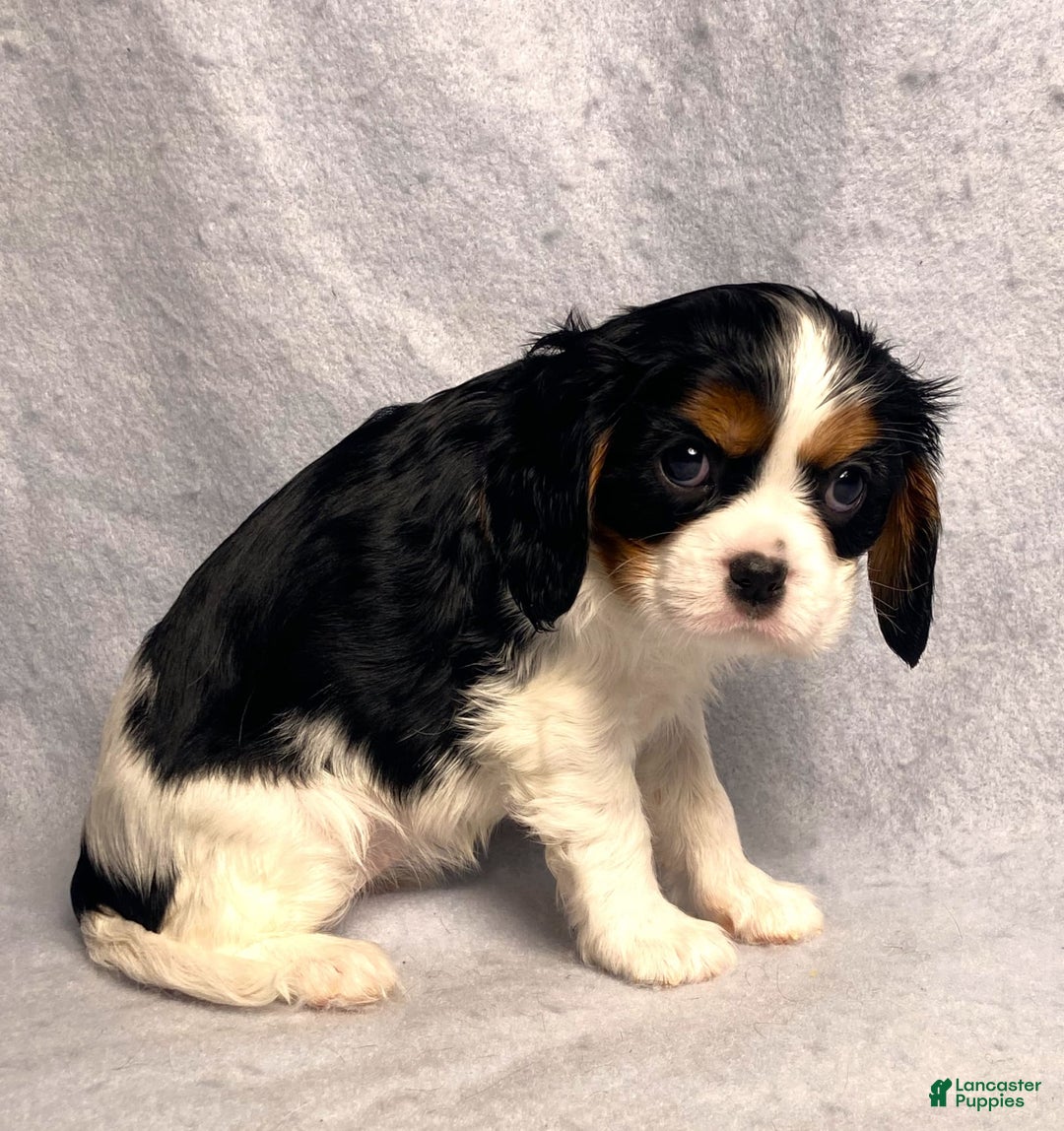 Cavalier King Charles Spaniel dogs for sale: Abby - Image 22