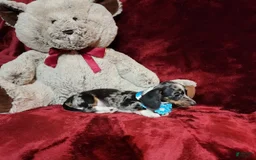 Miniature Dachshund dogs for sale: REMY - Image 5