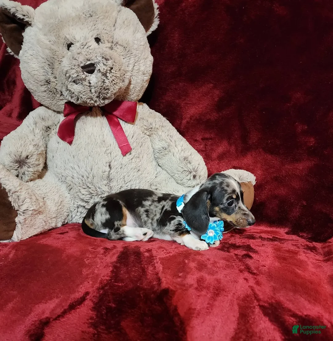 Miniature Dachshund dogs for sale: REMY - Image 5