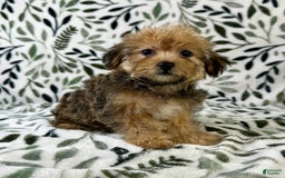 Shorkie dogs for sale: Sydney - Image 2