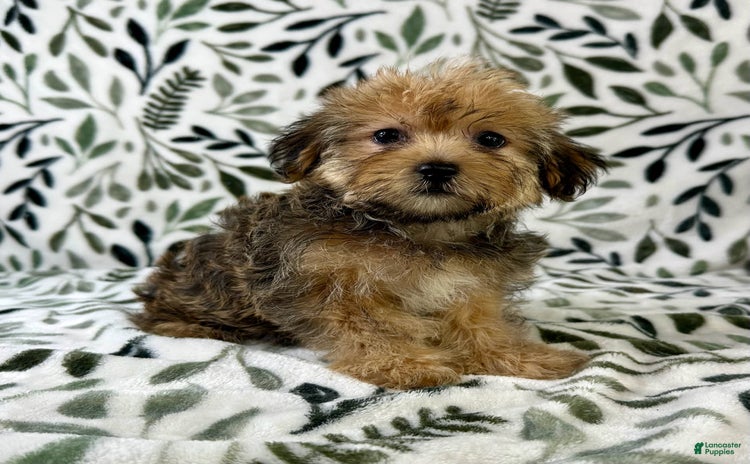 Shorkie dogs - Advert 6