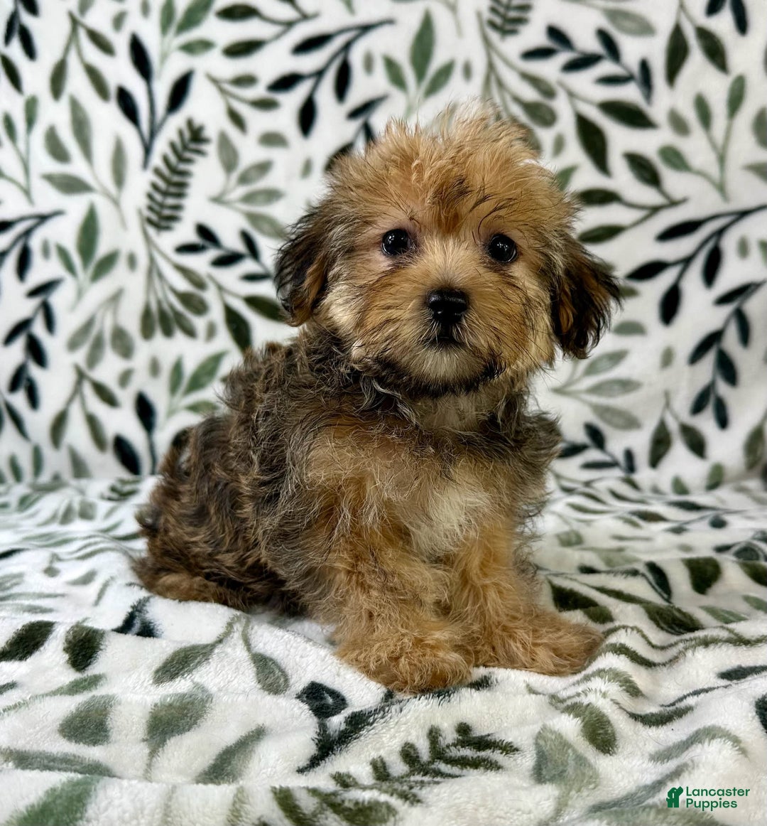 Shorkie dogs for sale: Sydney - Image 2