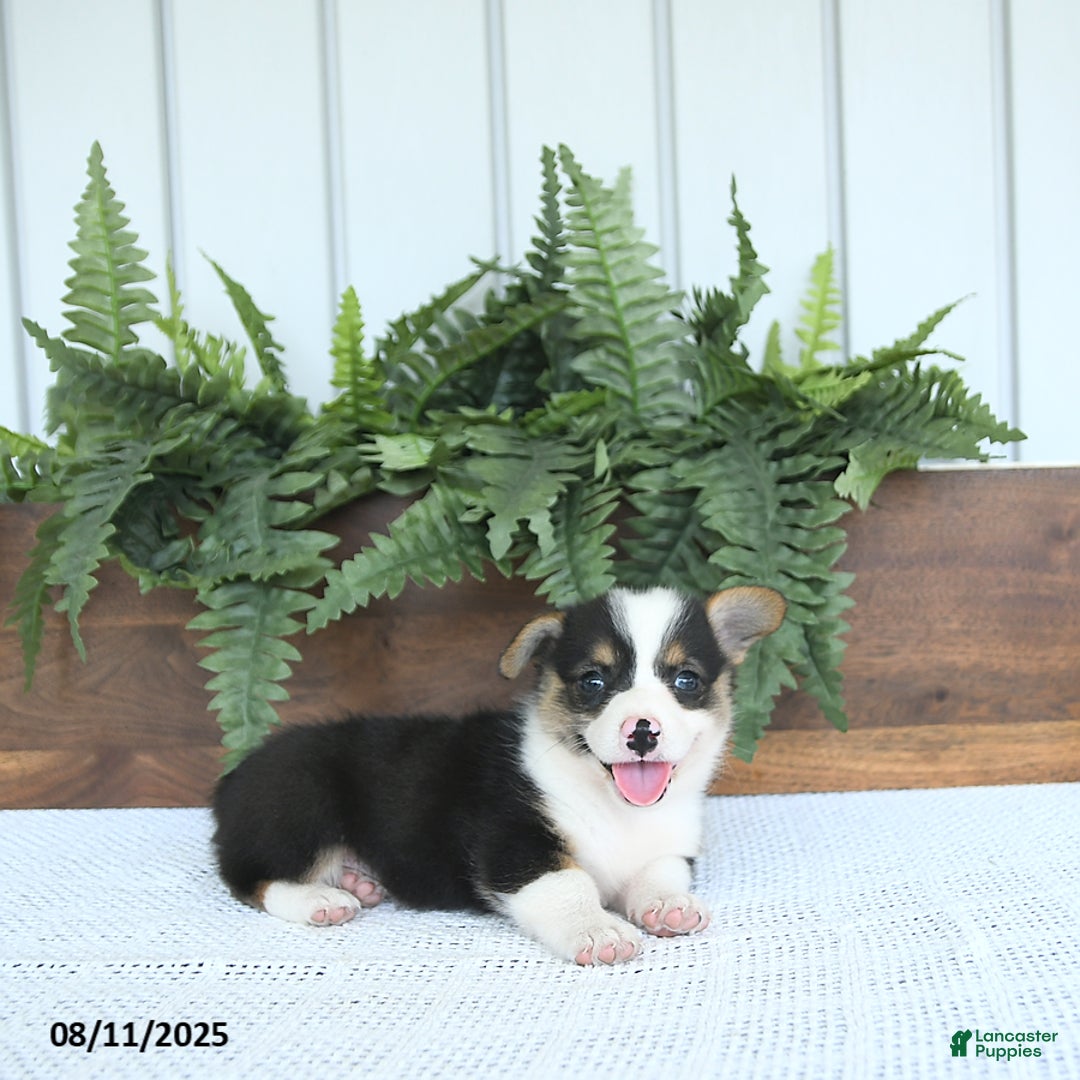 Welsh Corgi Pembroke dogs for sale: Mia - Image 4