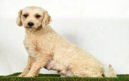 Mini Goldendoodle dogs for sale: Dallas - Image 10