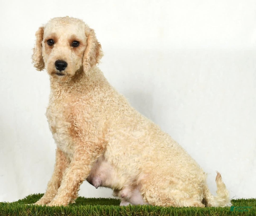 Mini Goldendoodle dogs for sale: Dallas - Image 10