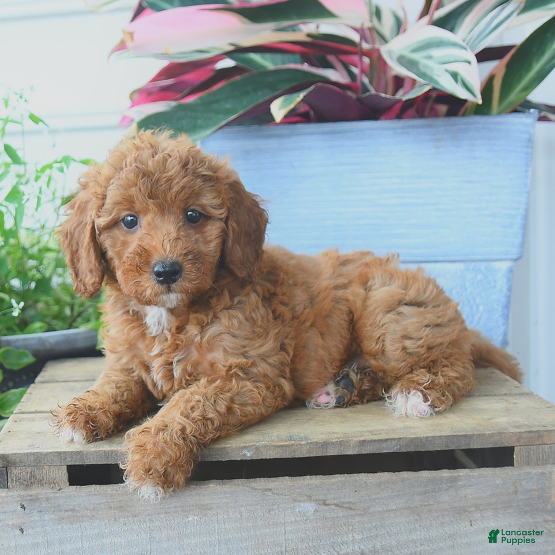 Mini Goldendoodle dogs for sale: Penny - Image 3